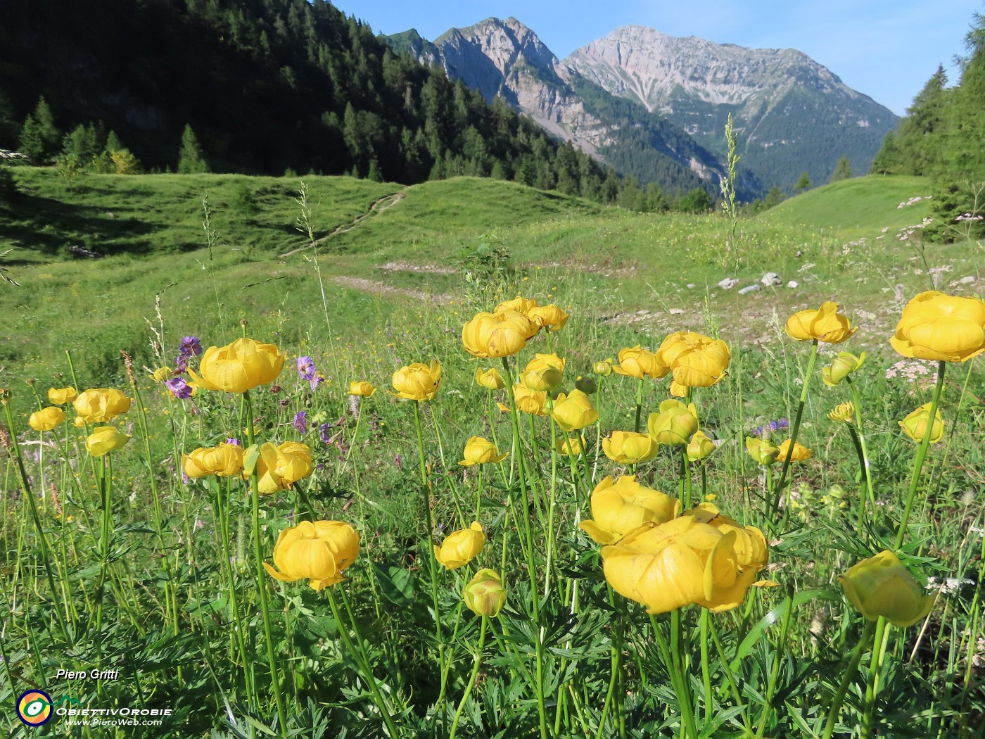 08 Trollius europaeus (Botton d'oro), distese nei prati delle Baite di Mezzeno .JPG